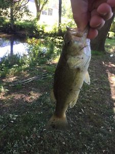 Largemouth Bass