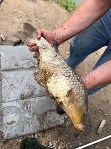 Common Carp