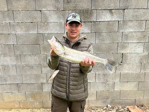 Zander