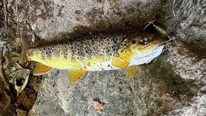 Brown Trout