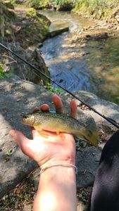 Brown Trout