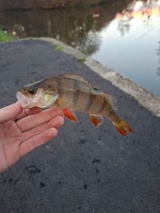 European Perch