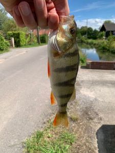 European Perch