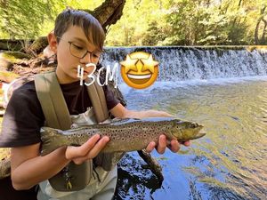 Brown Trout