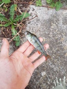 European Perch