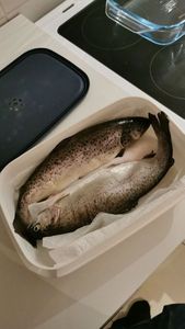 Brown Trout