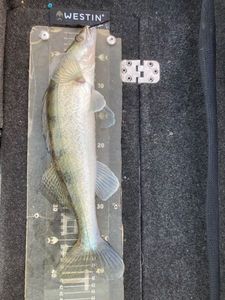 Zander