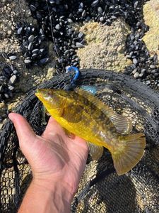 Ballan Wrasse