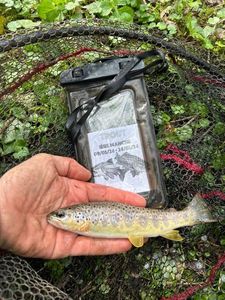 Brown Trout