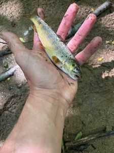Brown Trout