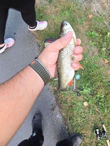 Chub