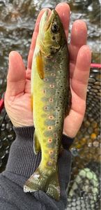 Brown Trout