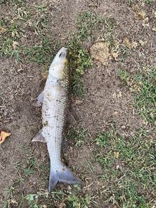 Thicklip Grey Mullet