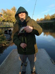European Perch