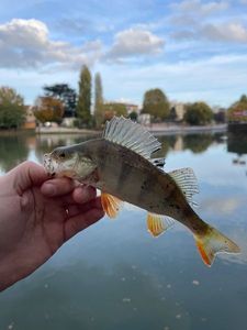 European Perch