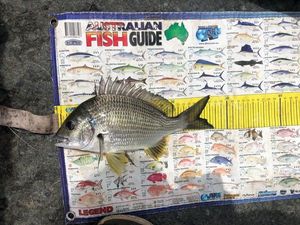 Yellowfin Seabream