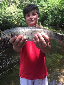 Rainbow Trout