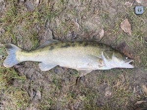 Zander