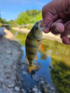European Perch