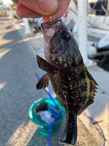 Brown Grouper (Dusky)
