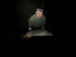 Common Carp