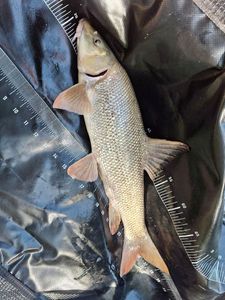Barbel