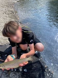 Brown Trout
