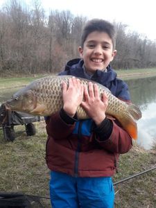 Common Carp