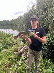 Largemouth Bass