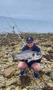 Gilthead Seabream