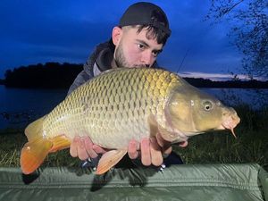 Common Carp