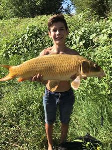 Koï Fish