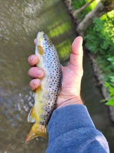 Brown Trout