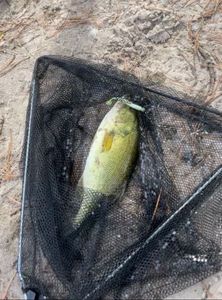 Largemouth Bass