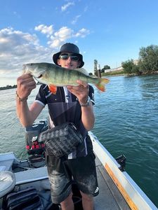 Yellow Perch