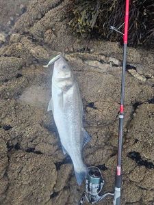 European Bass (Seabass)
