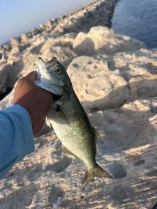 Bluefish