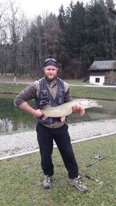 Northern Pike