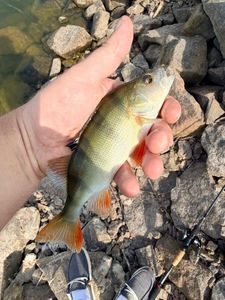 European Perch