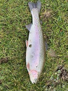 Rainbow Trout
