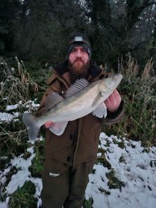 Zander