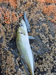 Greenback Horse Mackerel