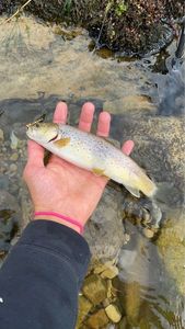 Brown Trout