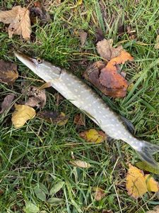 Northern Pike