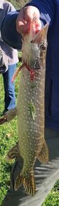 Northern Pike