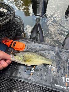 Largemouth Bass