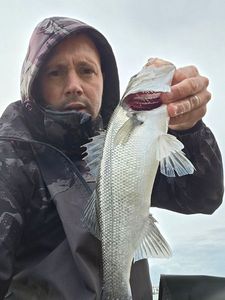 European Bass (Seabass)