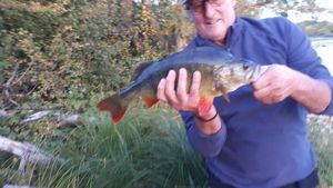 European Perch
