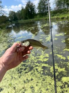 Largemouth Bass