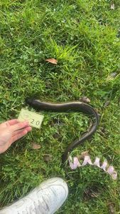 European Eel (Common Eel)